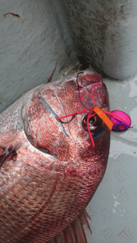 遊漁船ブルーウッズ 釣果