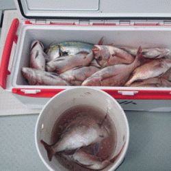 遊漁船ブルーウッズ 釣果