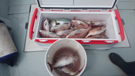 遊漁船ブルーウッズ 釣果