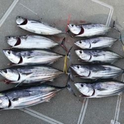 へいみつ丸 釣果