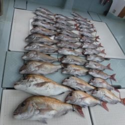 遊漁船 幸友丸 釣果