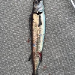 へいみつ丸 釣果