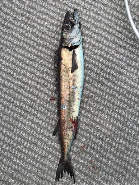 へいみつ丸 釣果