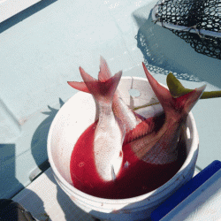 遊漁船ブルーウッズ 釣果