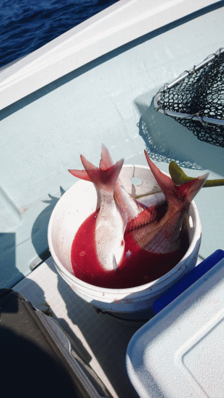 遊漁船ブルーウッズ 釣果