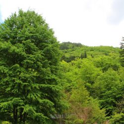 小菅トラウトガーデン 釣果