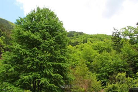 小菅トラウトガーデン 釣果