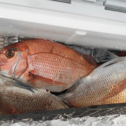 こうゆう丸 釣果