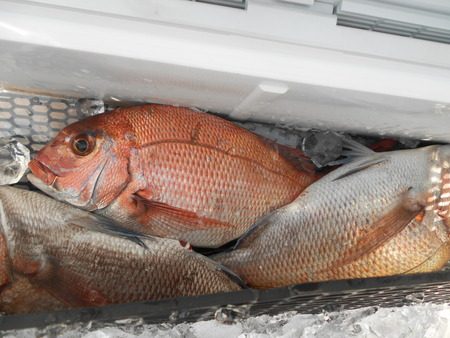 こうゆう丸 釣果