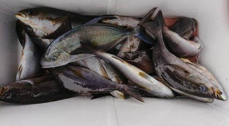 伊豆下田フィッシング 釣果