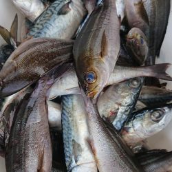 伊豆下田フィッシング 釣果