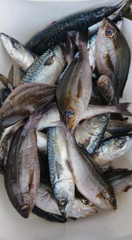 伊豆下田フィッシング 釣果