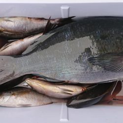 伊豆下田フィッシング 釣果