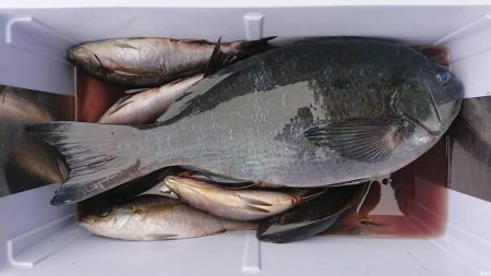 伊豆下田フィッシング 釣果