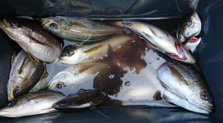 伊豆下田フィッシング 釣果