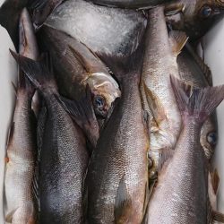 伊豆下田フィッシング 釣果