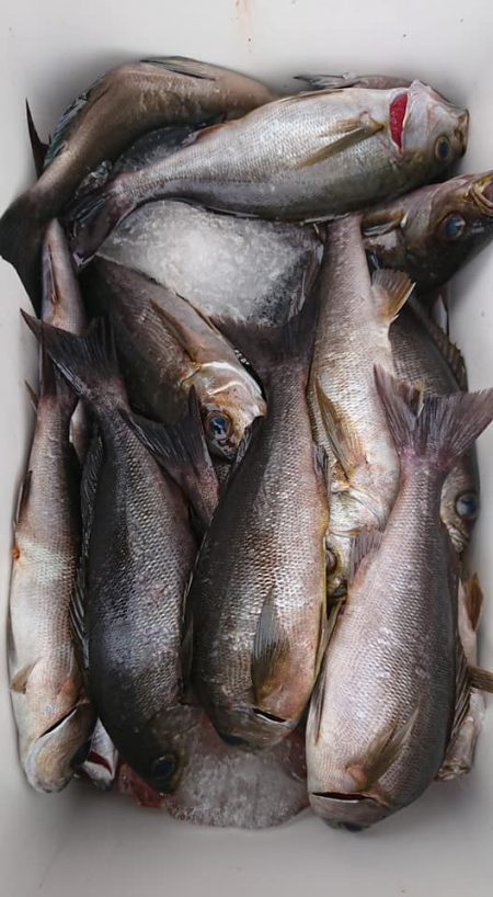 伊豆下田フィッシング 釣果