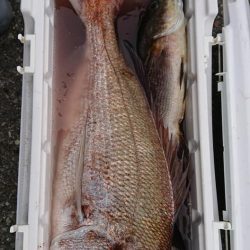 伊豆下田フィッシング 釣果