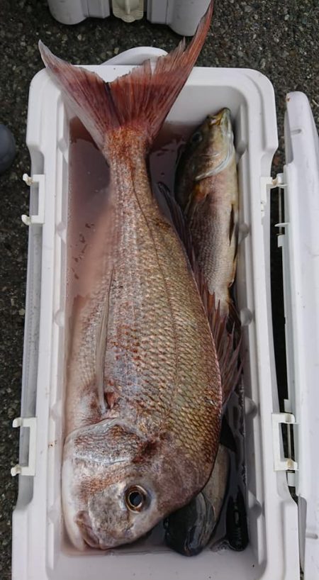 伊豆下田フィッシング 釣果