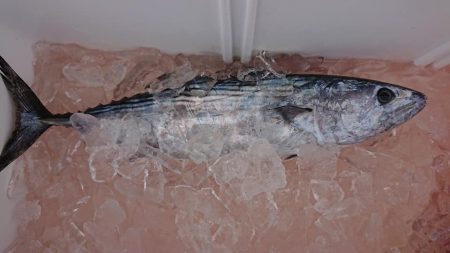 伊豆下田フィッシング 釣果