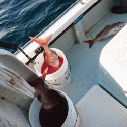 遊漁船ブルーウッズ 釣果