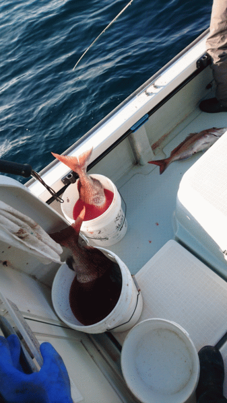 遊漁船ブルーウッズ 釣果