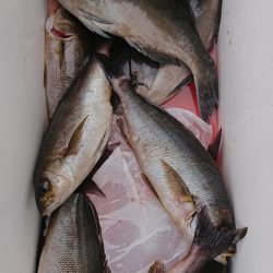 伊豆下田フィッシング 釣果