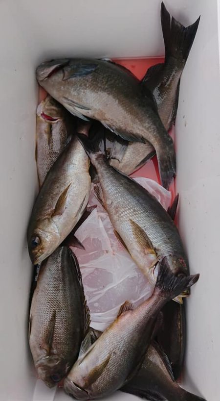 伊豆下田フィッシング 釣果