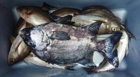 伊豆下田フィッシング 釣果