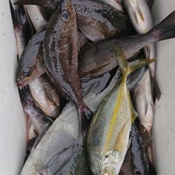 伊豆下田フィッシング 釣果