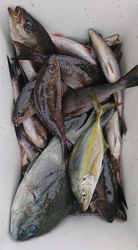 伊豆下田フィッシング 釣果