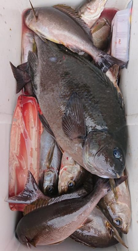 伊豆下田フィッシング 釣果