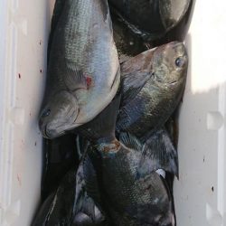 伊豆下田フィッシング 釣果