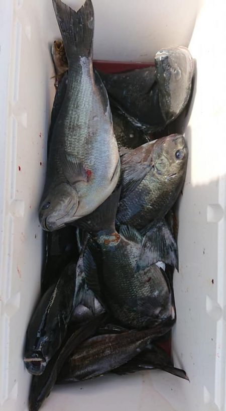 伊豆下田フィッシング 釣果