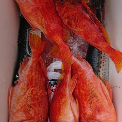 伊豆下田フィッシング 釣果