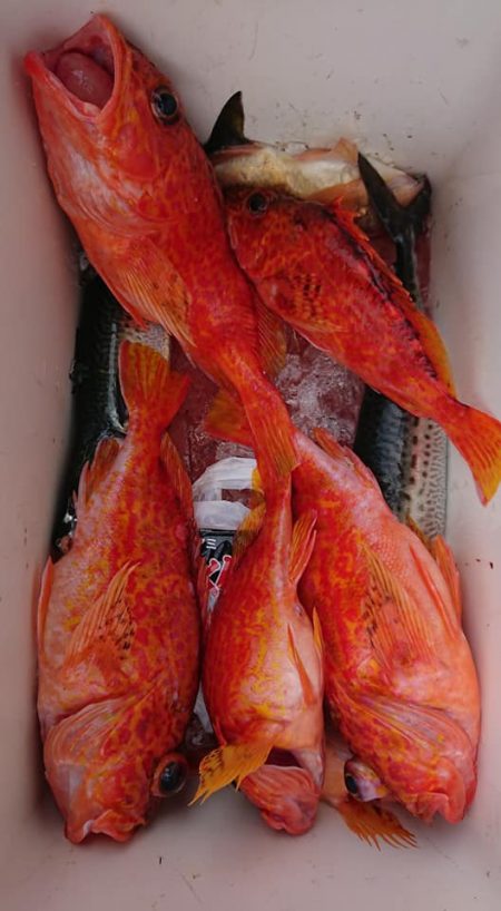 伊豆下田フィッシング 釣果