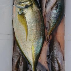 伊豆下田フィッシング 釣果