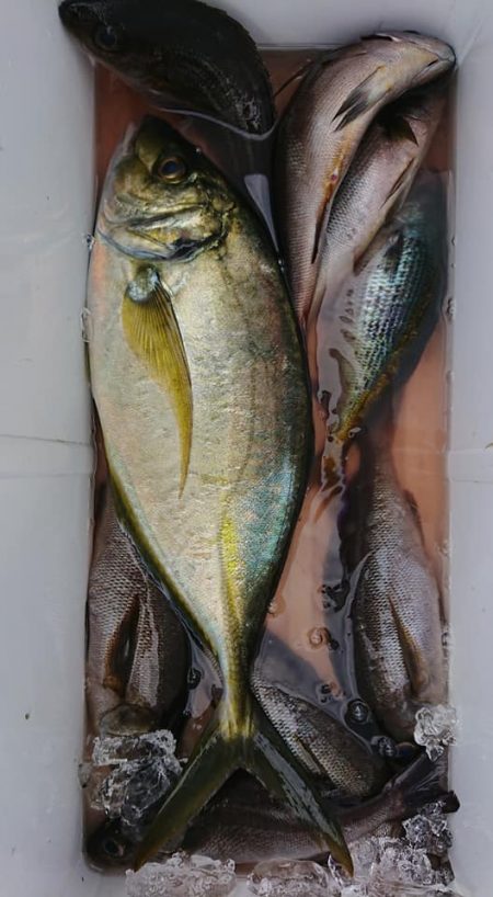 伊豆下田フィッシング 釣果