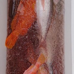 伊豆下田フィッシング 釣果