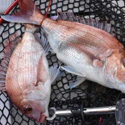 Fisherman Dreams DI 釣果