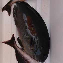 伊豆下田フィッシング 釣果