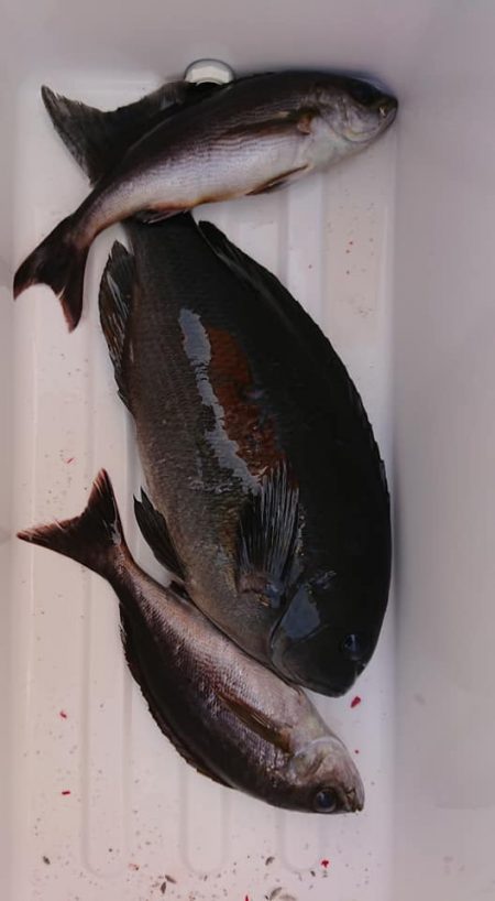 伊豆下田フィッシング 釣果