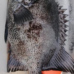 伊豆下田フィッシング 釣果