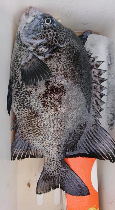 伊豆下田フィッシング 釣果