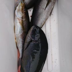 伊豆下田フィッシング 釣果