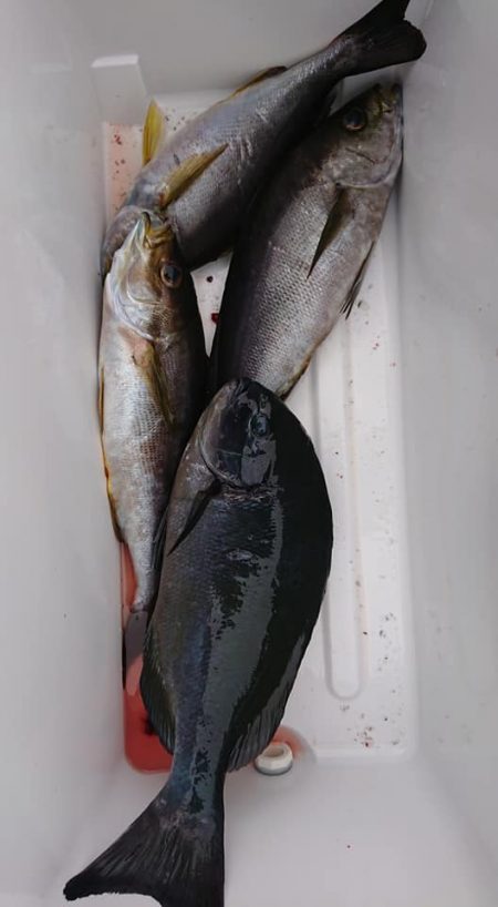 伊豆下田フィッシング 釣果