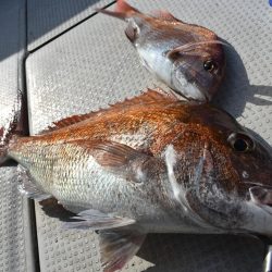 Fisherman Dreams DI 釣果