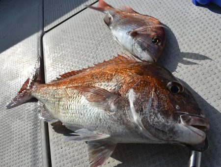 Fisherman Dreams DI 釣果