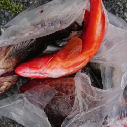 伊豆下田フィッシング 釣果