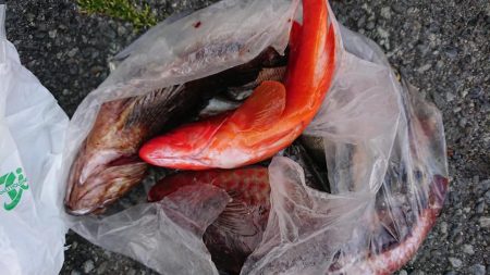 伊豆下田フィッシング 釣果